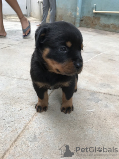 Photo №3. Chiots rottweilers. Australie