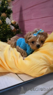 Photo №2 de l'annonce № 159054 de la vente caniche (jouet) - acheter à Allemagne de l'abri, éleveur