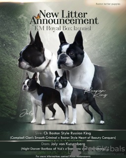 Photo №3. Chiots Boston terrier. Serbie