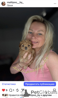 Photo №1. maltipu - à vendre en ville de Minsk | 1938€ | Annonce №160086