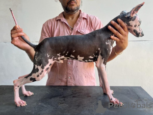 Photo №1. xoloitzcuintle - à vendre en ville de Mexico City | 2253€ | Annonce №95673