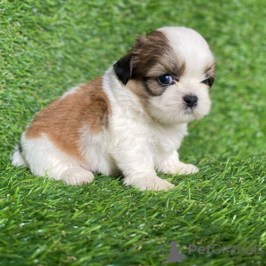Photo №2 de l'annonce № 168256 de la vente shih tzu - acheter à Danemark annonce privée