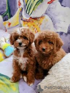 Photo №3. L'achat de Cavapoo-puppy. Pays Bas