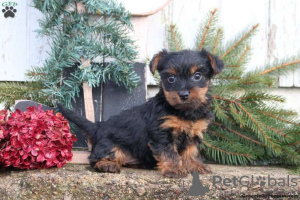 Photo №1. yorkshire terrier - à vendre en ville de Gelsenkirchen | 530€ | Annonce №63822