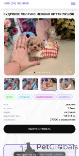 Photo №1. maltipu - à vendre en ville de Minsk | 1744€ | Annonce №165182