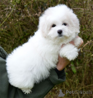 Photo №3. À adopter chiot coton de Tuléar adorable. La finlande