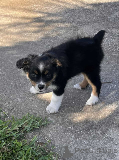 Photo №1. berger australien - à vendre en ville de Hammersbach | 900€ | Annonce №150658