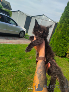 Photos supplémentaires: Chaton Maine Coon