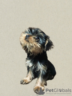 Photo №3. Chiots yorkshire terrier. Georgia