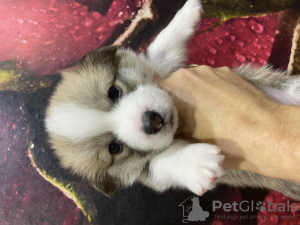 Photo №2 de l'annonce № 75486 de la vente chien bâtard - acheter à Fédération de Russie annonce privée