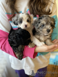 Photos supplémentaires: Chiots Maltipu à la recherche d'un foyer