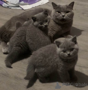 Photo №1. british shorthair - à vendre en ville de Anvers | Gratuit | Annonce № 167813
