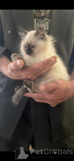 Photo №2 de l'annonce № 161655 de la vente ragdoll - acheter à Espagne éleveur