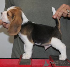 Photo №4. Je vais vendre beagle en ville de Bonn. annonce privée - prix - 331€