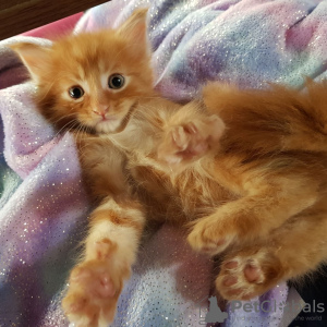 Photos supplémentaires: Chatons Maine Coon de race pure à adopter