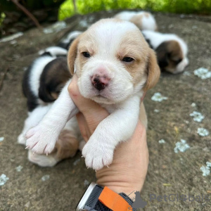 Photo №3. chiots beagle. La finlande