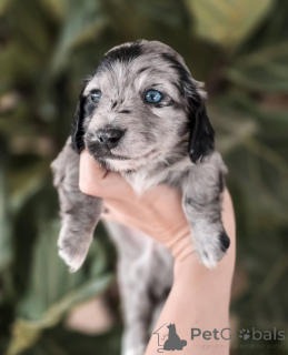 Photo №1. teckel - à vendre en ville de Berne | négocié | Annonce №155449