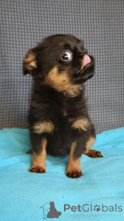 Photo №3. Fille du Petit Brabançon. Fédération de Russie