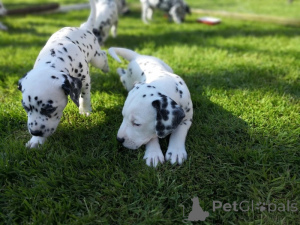 Photo №2 de l'annonce № 168268 de la vente dalmatien - acheter à Suède annonce privée, éleveur
