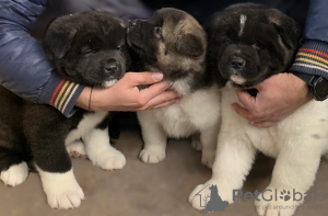 Photo №2 de l'annonce № 44524 de la vente akita (chien) - acheter à Allemagne annonce privée