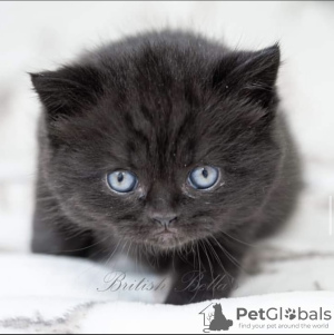 Photo №3. chaton british shorthair. Allemagne