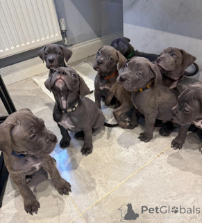 Photo №1. cane corso - à vendre en ville de pontage | 350€ | Annonce №178858
