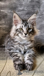 Photo №1. maine coon - à vendre en ville de Queen Creek | 400€ | Annonce № 118135