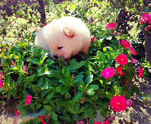 Photo №2 de l'annonce № 119008 de la vente chow-chow - acheter à Serbie éleveur