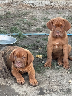 Photo №1. dogue de bordeaux - à vendre en ville de Prokuplje | Gratuit | Annonce №117008