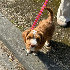 Photo №2 de l'annonce № 156417 de la vente labradoodle - acheter à Suisse annonce privée