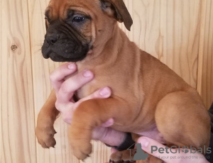 Photo №1. bullmastiff - à vendre en ville de Berlin | Gratuit | Annonce №126910