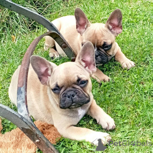 Photo №1. bouledogue - à vendre en ville de Berlin | Gratuit | Annonce №160165