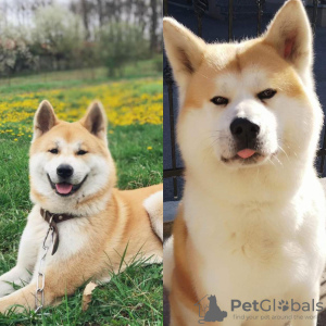 Photos supplémentaires: Chiots Akita japonais