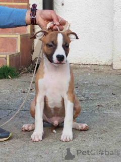 Photo №1. staffordshire bull terrier - à vendre en ville de Požarevac | négocié | Annonce №156340
