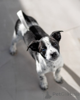 Photo №2 de l'annonce № 161492 de la vente chien bâtard - acheter à Fédération de Russie annonce privée