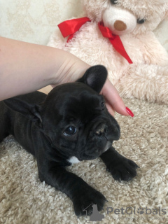 Photo №4. Je vais vendre bouledogue en ville de Munich. annonce privée - prix - 265€