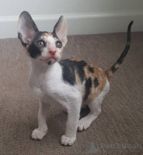 Photo №3. Chatons Cornish Rex enregistrés par la TICA à la recherche d'un nouveau foyer. Estonie