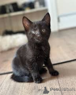 Photo №1. bombay - à vendre en ville de Marseille | 500€ | Annonce № 165931