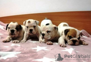Photo №2 de l'annonce № 76625 de la vente bulldog anglais - acheter à Serbie 