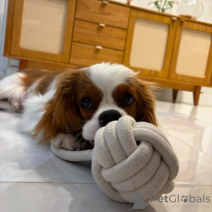 Photo №1. cavalier king charles spaniel - à vendre en ville de Cassandreia | négocié | Annonce №155458