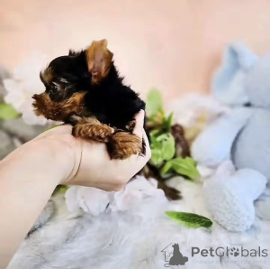 Photo №2 de l'annonce № 176122 de la vente biewer yorkshire terrier - acheter à USA éleveur