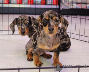Photo №3. Puppies de teckel miniatures aux cheveux longs enregistrés KC. USA