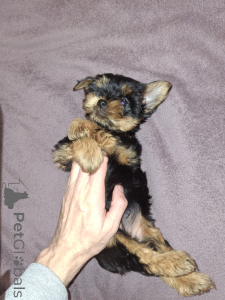 Photo №4. Je vais vendre biewer yorkshire terrier, yorkshire terrier en ville de Tartu. annonce privée, de la fourrière, éleveur - prix - 600€