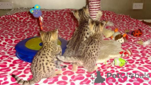 Photo №3. Chat savannah f1 nouveau-né à vendre et chat serval à adopter. USA