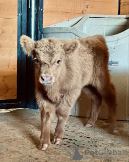 Photo №2 de l'annonce № 132675 de la vente  - acheter à Australie annonce privée