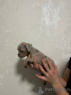 Photo №2 de l'annonce № 132735 de la vente american bully - acheter à Fédération de Russie éleveur