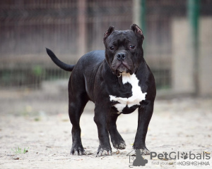 Photo №1. american bully - à vendre en ville de Москва | Gratuit | Annonce №11933