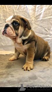 Photo №3. Chiots Bulldog anglais vaccinés disponibles pour foyers aimants avec tous les. USA