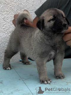 Photos supplémentaires: Chiots Kangal turcs