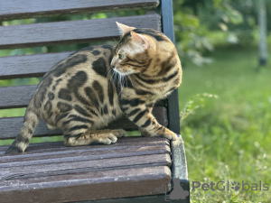 Photos supplémentaires: Magnifique chat Bengal - GrandInterChampion de la race